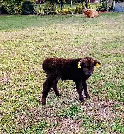 Highland cattle Absetzer Bullen - Bild 1