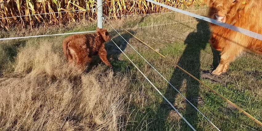 Highland cattle Absetzer Bullen - Bild 2