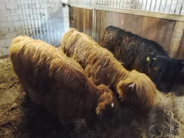 Highland cattle Absetzer Bullen - Bild 3