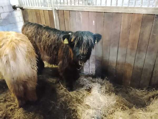 Highland cattle Absetzer Bullen - Bild 4