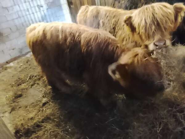 Highland cattle Absetzer Bullen - Bild 5