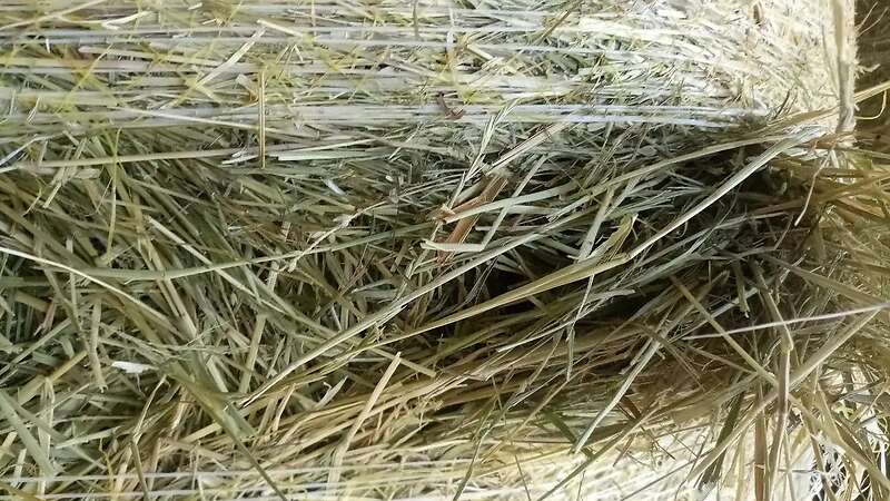 Heu Heurundballen Pferdeheu Bio-Heu Heuballen Wiesenheu - Bild 3