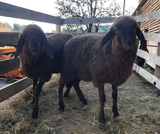 BRAUNES BERGSCHAF - Bild 1