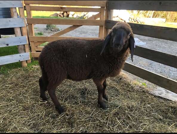 BRAUNES BERGSCHAF - Bild 2