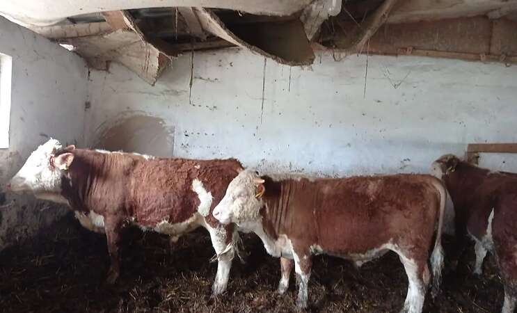 Bullenfresser - Bild 1