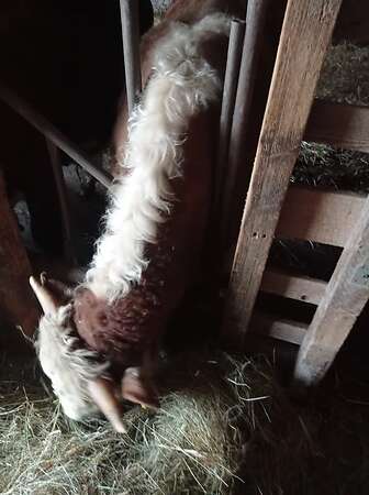 Bullenfresser - Bild 2