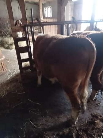 Bullenfresser - Bild 3