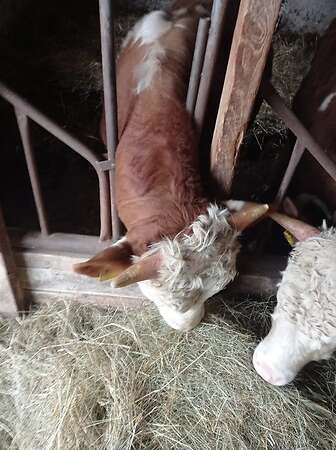 Bullenfresser - Bild 4