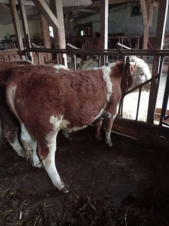 Bullenfresser - Bild 5