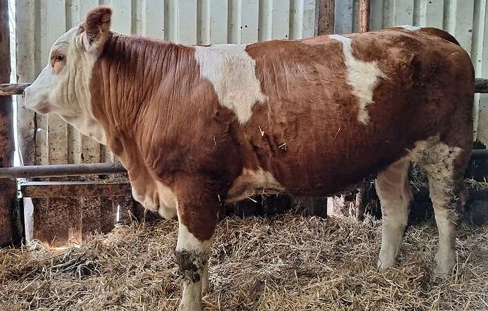 Bio Fleckviehfleischjungrind HB - Bild 1