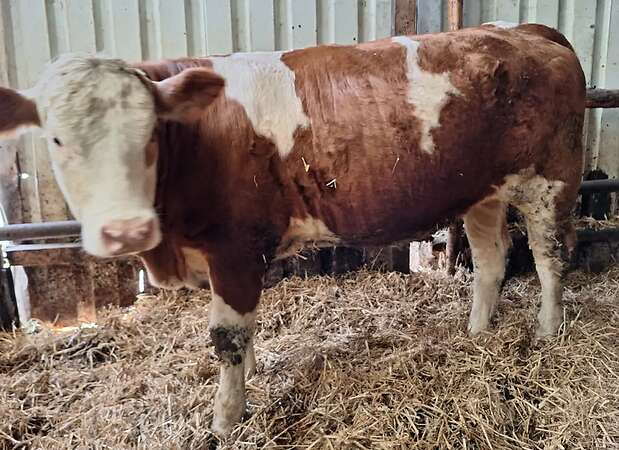 Bio Fleckviehfleischjungrind HB - Bild 2