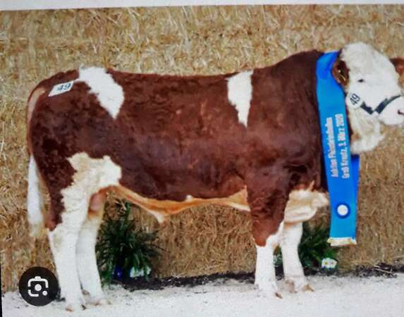 Bio Fleckviehfleischjungrind HB - Bild 3