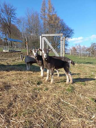 Thüringer Waldziegen - Bild 1