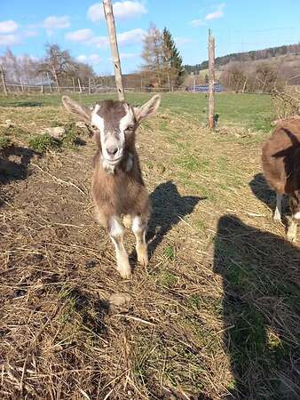 Thüringer Waldziegen - Bild 2