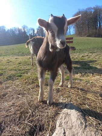 Thüringer Waldziegen - Bild 3