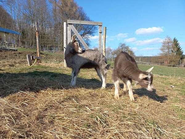 Thüringer Waldziegen - Bild 4