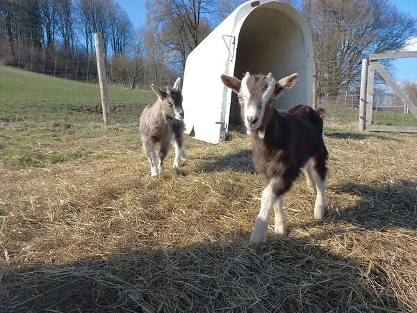 Thüringer Waldziegen - Bild 5