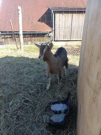 Thüringer Waldziegen - Bild 6