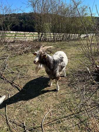 Ziegenbock abzugeben - Bild 1