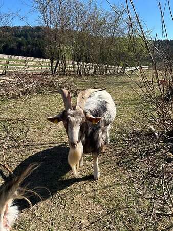 Ziegenbock abzugeben - Bild 2