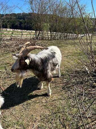 Ziegenbock abzugeben - Bild 3