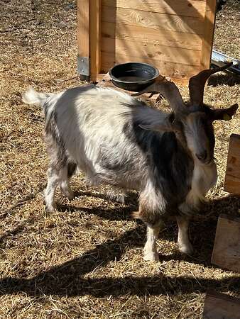 Ziegenbock abzugeben - Bild 4