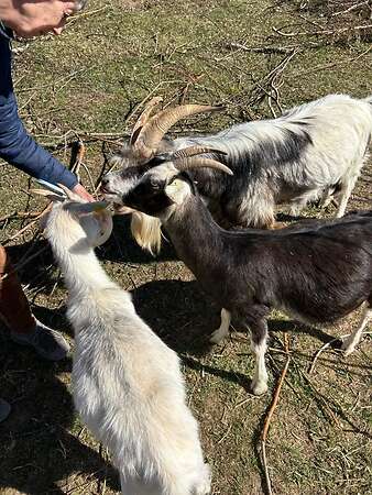Ziegenbock abzugeben - Bild 5