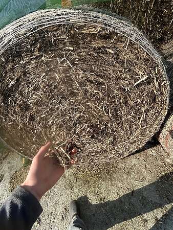 Bohnenstroh - Bild 1