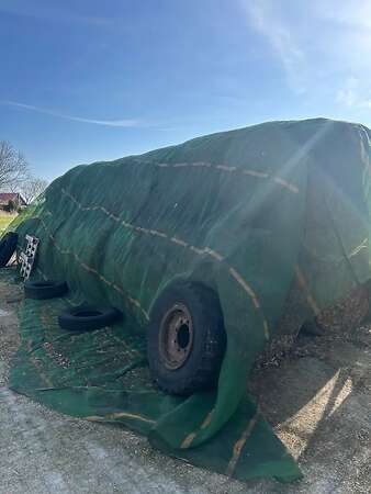 Bohnenstroh - Bild 3