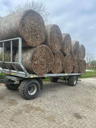 Bohnenstroh - Bild 4