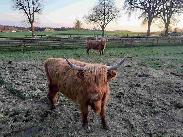Hochlandrinder - Bild 1