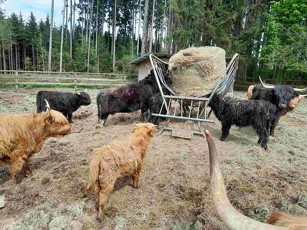 Hochlandrinder - Bild 2