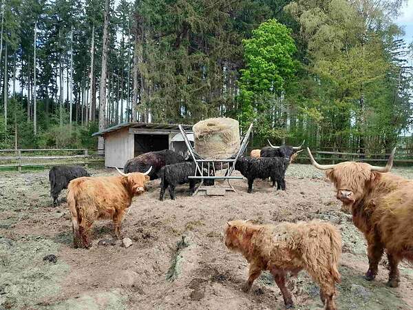 Hochlandrinder - Bild 3