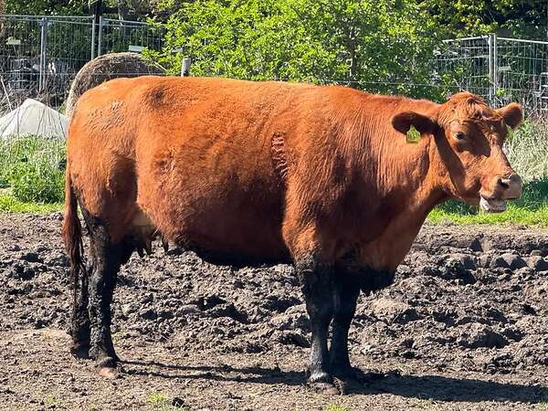 Kuh mit Kalb - Bild 1