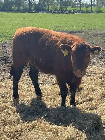 Kuh mit Kalb - Bild 2