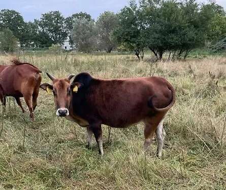 Zahme Zwerg-Zebu Mutterkuh Annelie
