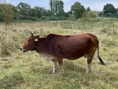 Tragende Zwerg-Zebu Mutterkuh abzugeben