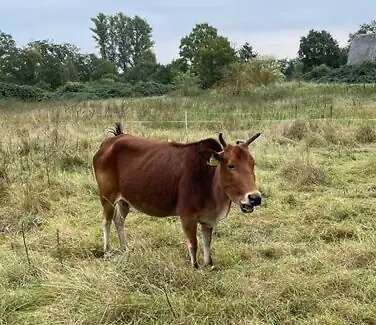 Tragende Zwerg-Zebu Mutterkuh abzugeben - Bild 2