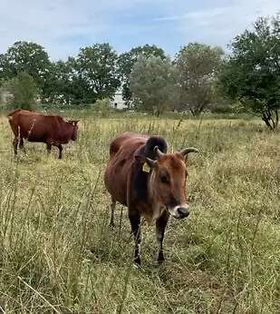 Zahme Zwerg-Zebu Mutterkuh Annelie - Bild 2