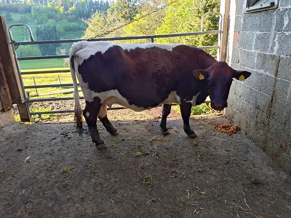 Pinzgauer PIF Mutterkuh zu verk. - Bild 1