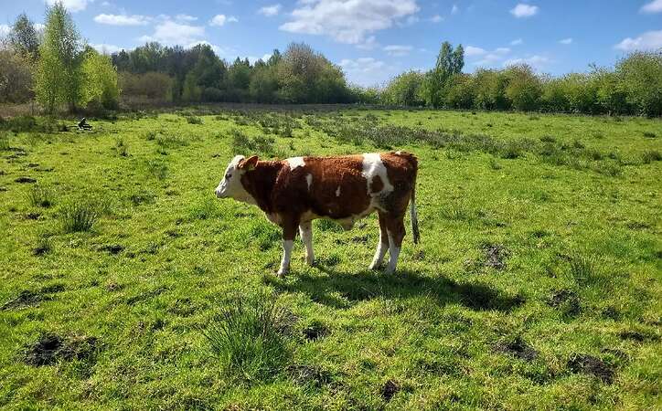 Fleckvieh Fleisch Rind - Bild 1