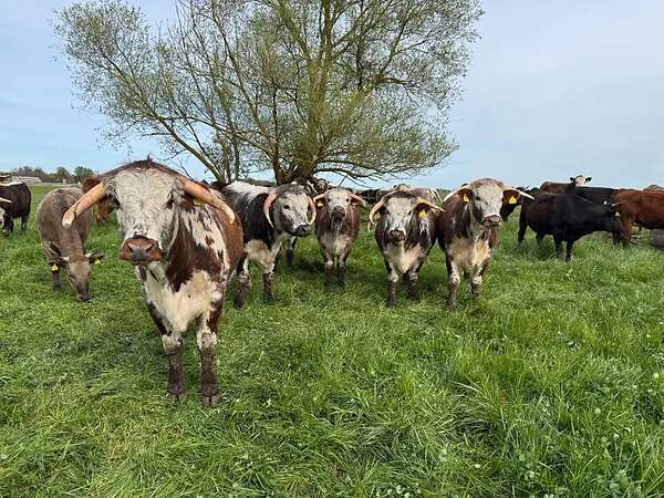 Bio-Longhorn-Färsen aus extensiver Mutterkuhhaltung, nicht belegt - Bild 1