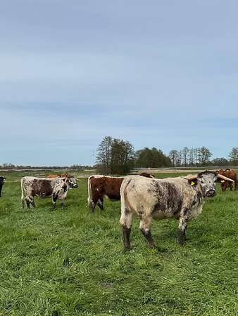 Bio-Longhorn-Färsen aus extensiver Mutterkuhhaltung, nicht belegt - Bild 2