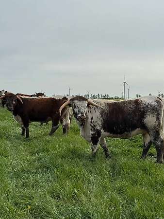 Bio-Longhorn-Färsen aus extensiver Mutterkuhhaltung, nicht belegt - Bild 3