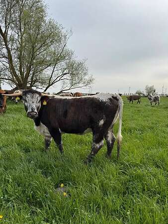 Bio-Longhorn-Färsen aus extensiver Mutterkuhhaltung, nicht belegt - Bild 4