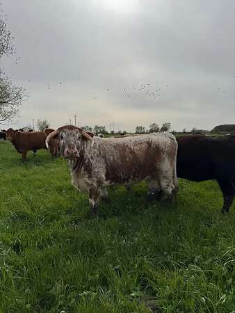 Bio-Longhorn-Färsen aus extensiver Mutterkuhhaltung, nicht belegt - Bild 5