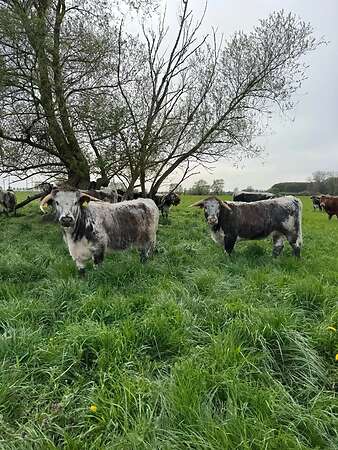 Bio-Longhorn-Färsen aus extensiver Mutterkuhhaltung, nicht belegt - Bild 6