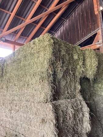 Bio Heu in Quaderballen - Bild 3