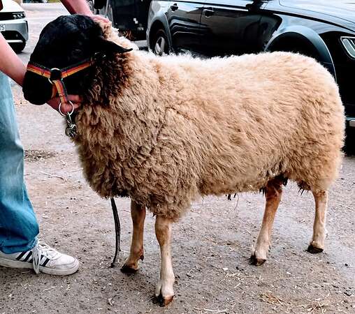 Gekörter Rhönschaf(e)bock - WK I - 8/8/8
