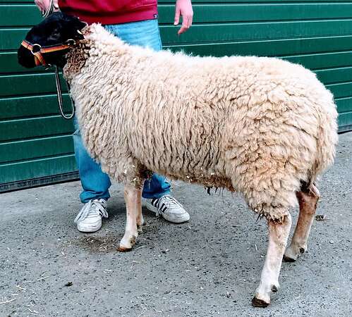 Gekörter Rhönschaf(e)bock - WK I - 8/8/8 - Bild 2